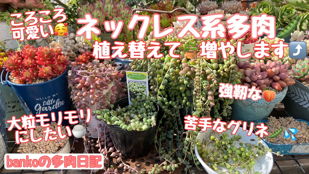 多肉日記#93】グリーンネックレス🫛斑入りグリネも👼モリモリ増やし