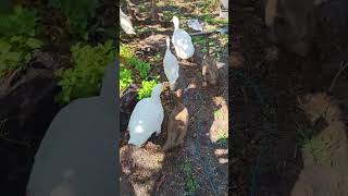 Every Day Is Pool Day If Youre A Duck
