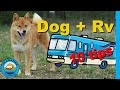 Rv Life: Traveling with a Dog | Don't Make These Mistakes