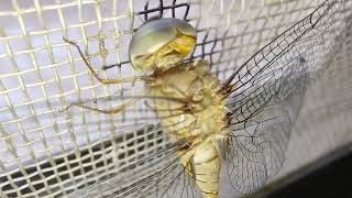 Dragonfly A Beautiful Flying Insect's Close-up Video