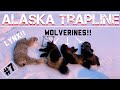 S22Ep5: Mayhem on the Trapline! 3 Wolverines!!!