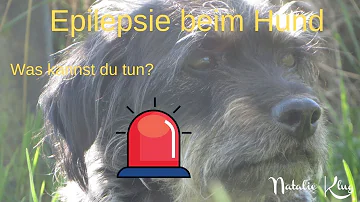 Kann man einen epileptischen Anfall beim Hund verhindern?