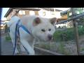 【秋田犬ゆうき】朝のお散歩は涼しいのでスタスタ歩いて帰宅後はミストシャワーでスッキリ♪です【akita dog】
