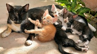 Kitten Rescue Mission: Heart-Pounding Moments on a Busy Highway! by Purrfect Paws 276 views 2 months ago 4 minutes, 24 seconds