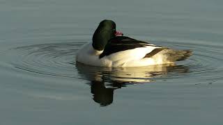 Goosander male's leisurely activities near the shore