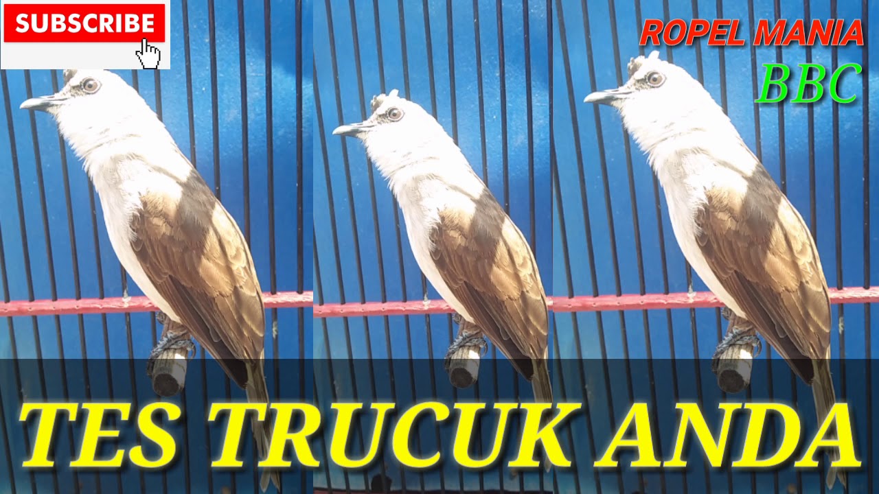 🔴TES BURUNG TRUCUK ANDA 