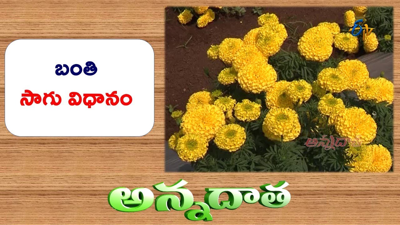 Cultivation Practices | in Marie Gold || Etv Annadata
