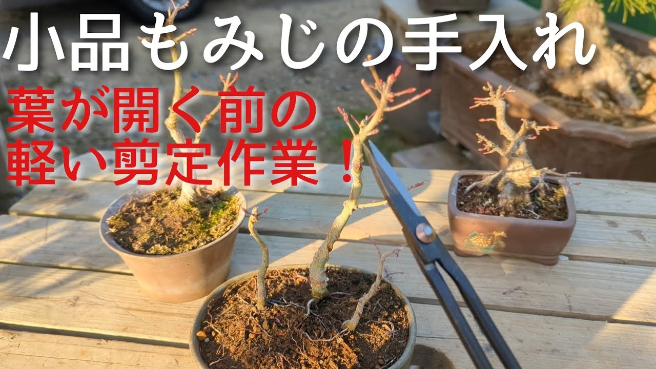 Caring for small maple trees: Light pruning before the leaves open