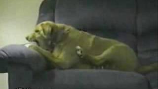 Perro Loco