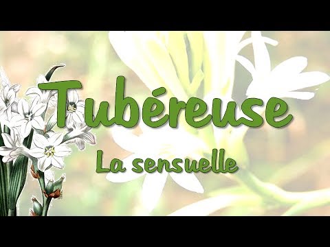 Vidéo: Toutes Les Nuances De Tubéreuse