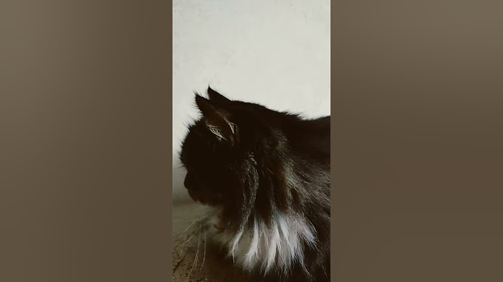 Коты пираты!? #shorts #cat #tiktok #catshorts #котики #приколысживотными