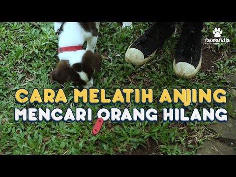 Cara Melatih Anjing Mencari Orang Hilang 💯