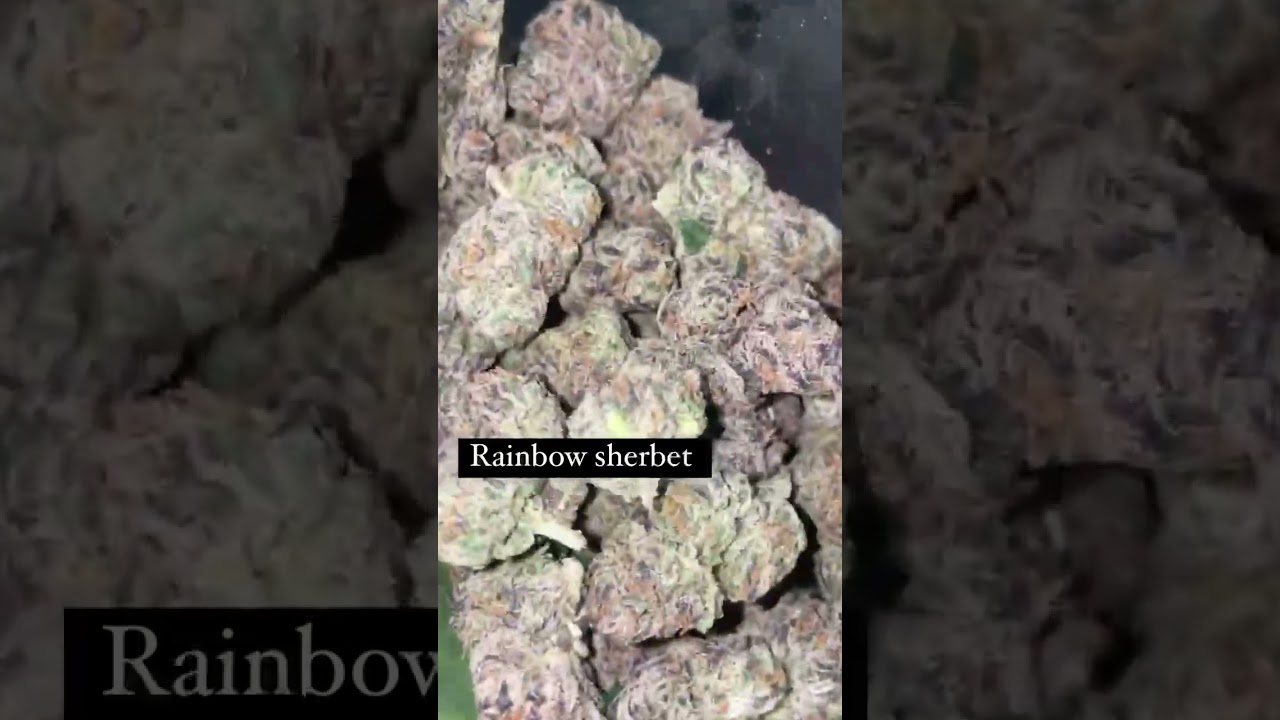 WOTD-Rainbow sherbet
