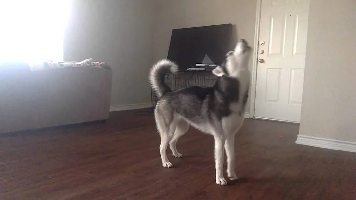 My Husky, Sequoia, Howling while Home Alone