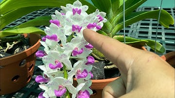 Người Mới Chơi Lan Ngọc Điểm Nhất Định Phải Xem Video Này Để Bắt Đầu