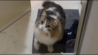 飼い主がお風呂に入ってしまったのが寂しすぎた猫がこうなりましたｗ by スコまる。 393 views 2 months ago 5 minutes, 48 seconds