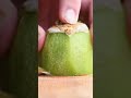 Chill out with this frozen fruit-cutting ASMR ❄️🥝 #shorts