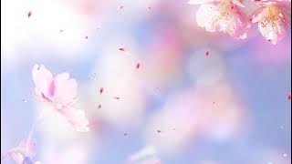 Romantic flower background petals falling video