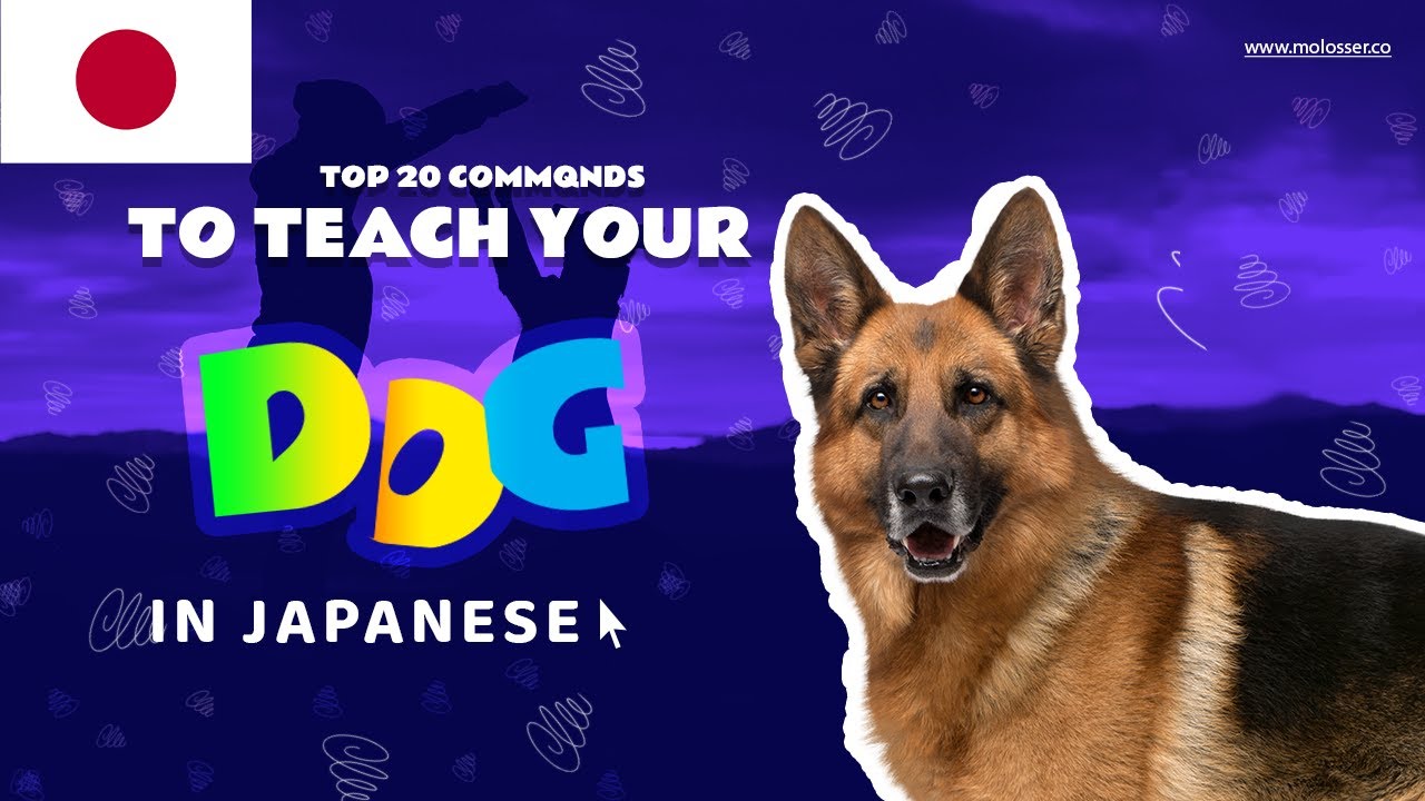 Teach Your Dog Commands In Japanese (20 Common Words)