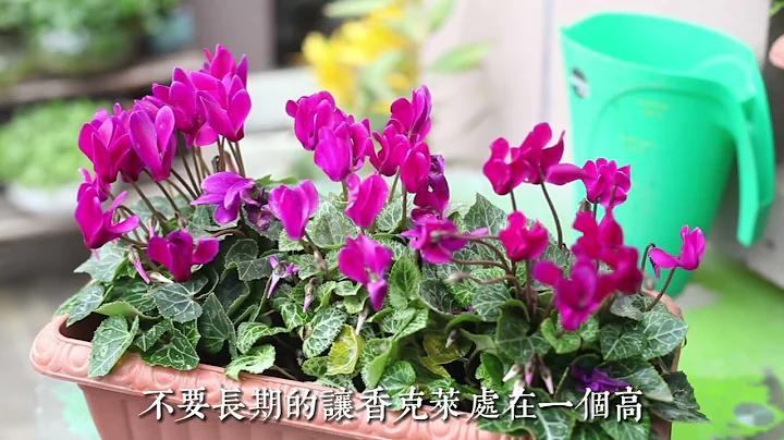 仙客来怎么养？园艺师教你，仙客来的详细养护技巧 - 天天要闻