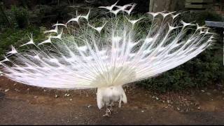 White Peacock in Nogeyama zoo - 野毛山の白い孔雀 - YouTube