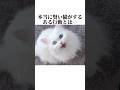猫の賢さが分かる行動の秘密を暴露！【猫の雑学】猫の秘密8選😭#ねこ #ねこ動画 #ねこのきもち