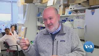 Seaweed Could Help Produce Biodegradable Plastic