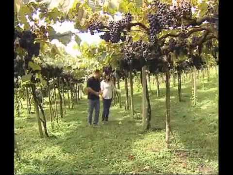 DESCUBRA AS BELEZAS DE COLOMBO, PARANÁ - RIC RURAL