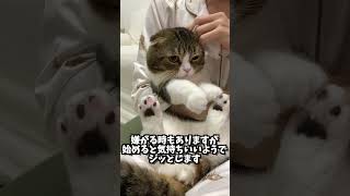 🐈垂れ耳スコティッシュフォールドの耳掃除 #shorts