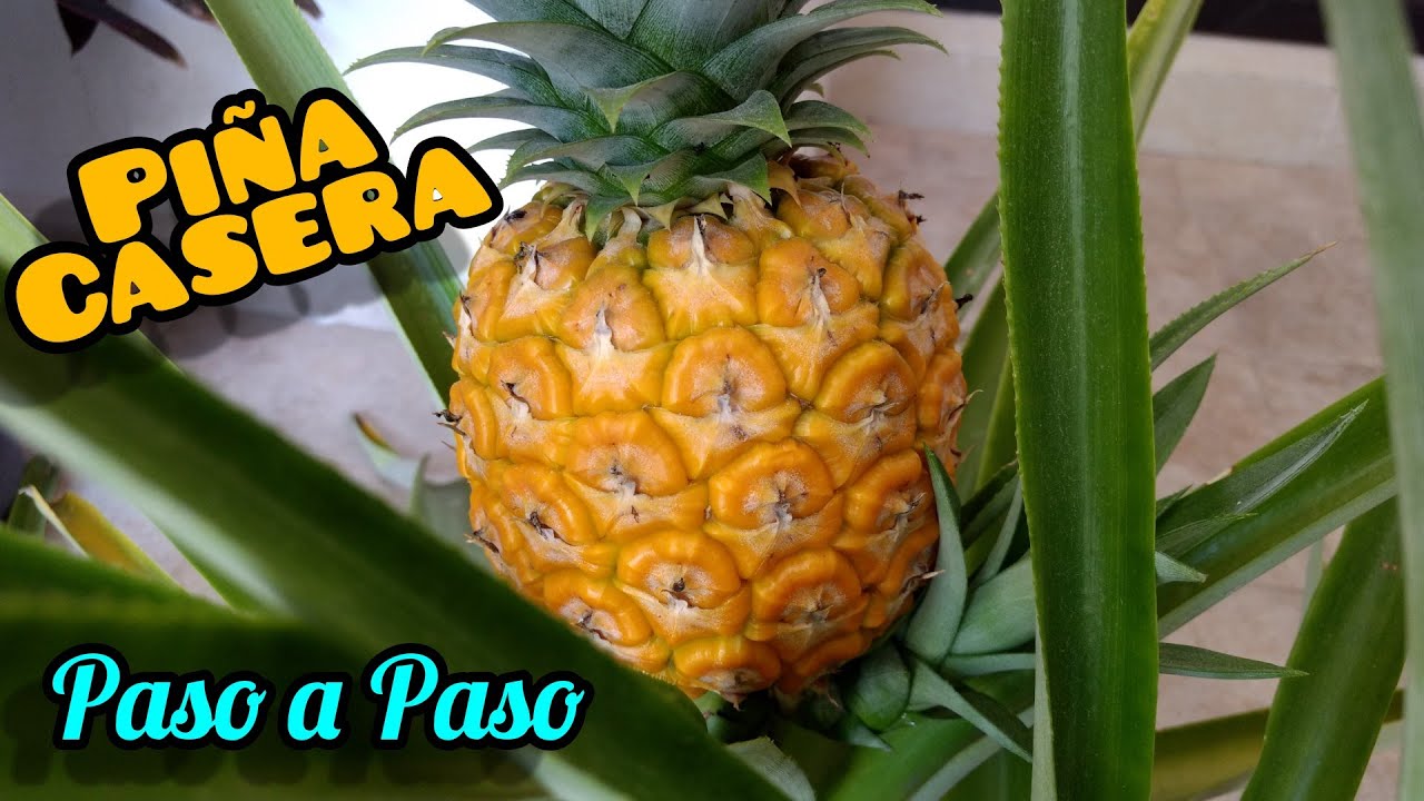 Plantar Piña en Casa (Paso a Paso) / Grow your own Pineapple - YouTube