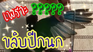 #ep8 #ขลิบปีกนก #เพราะอะไรถึงขลิบ #วิธีขลิบปีกนก #เจอพี่ที่Youtube