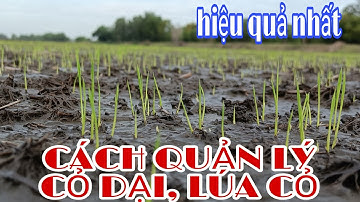 Cách quản lý cỏ dại và lúa cỏ hiệu quả nhất cho lúa khi sạ gặp mưa bão | lê chung vlog