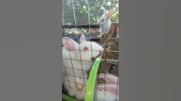 rabbit drinking water on water system #rabbit #rabbitphilippines #rabbitfarming