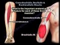 Coracobrachialis Brachialis Brachioradialis - Everything You Need To Know - Dr. Nabil Ebraheim