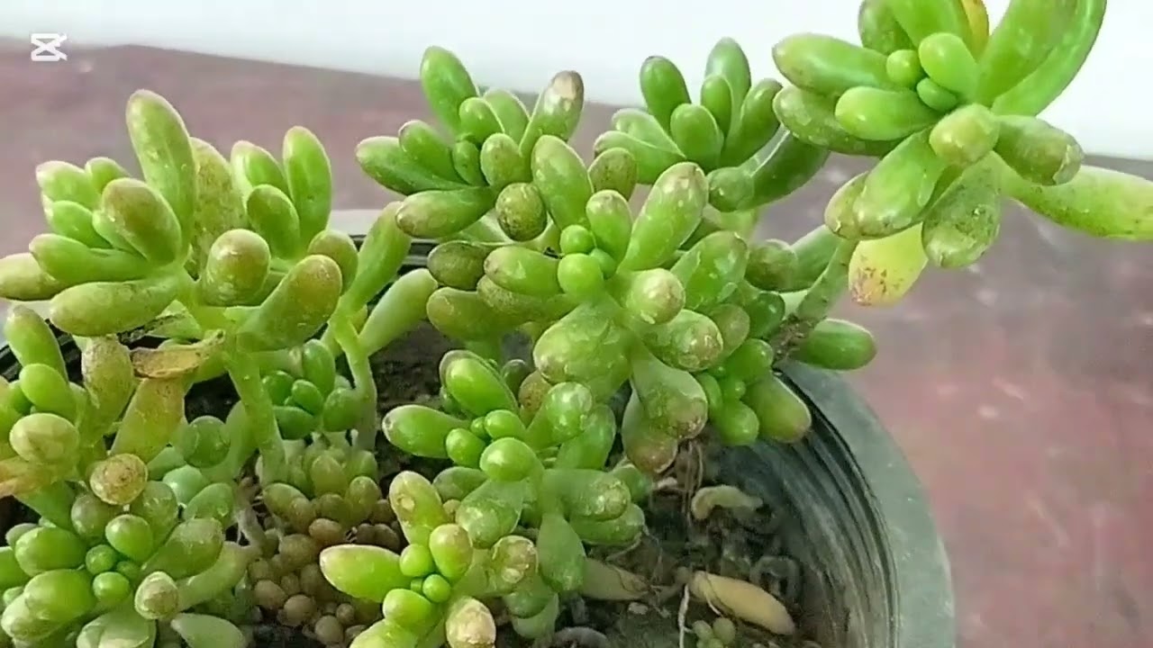 How to grow and care  jelly bean sedum plant.