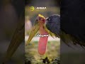 أبو سعن الإفريقي له أغرب طريقة مغازلة وتزاوج تعرف على اللقلق الم راب ط في 50 ثانية