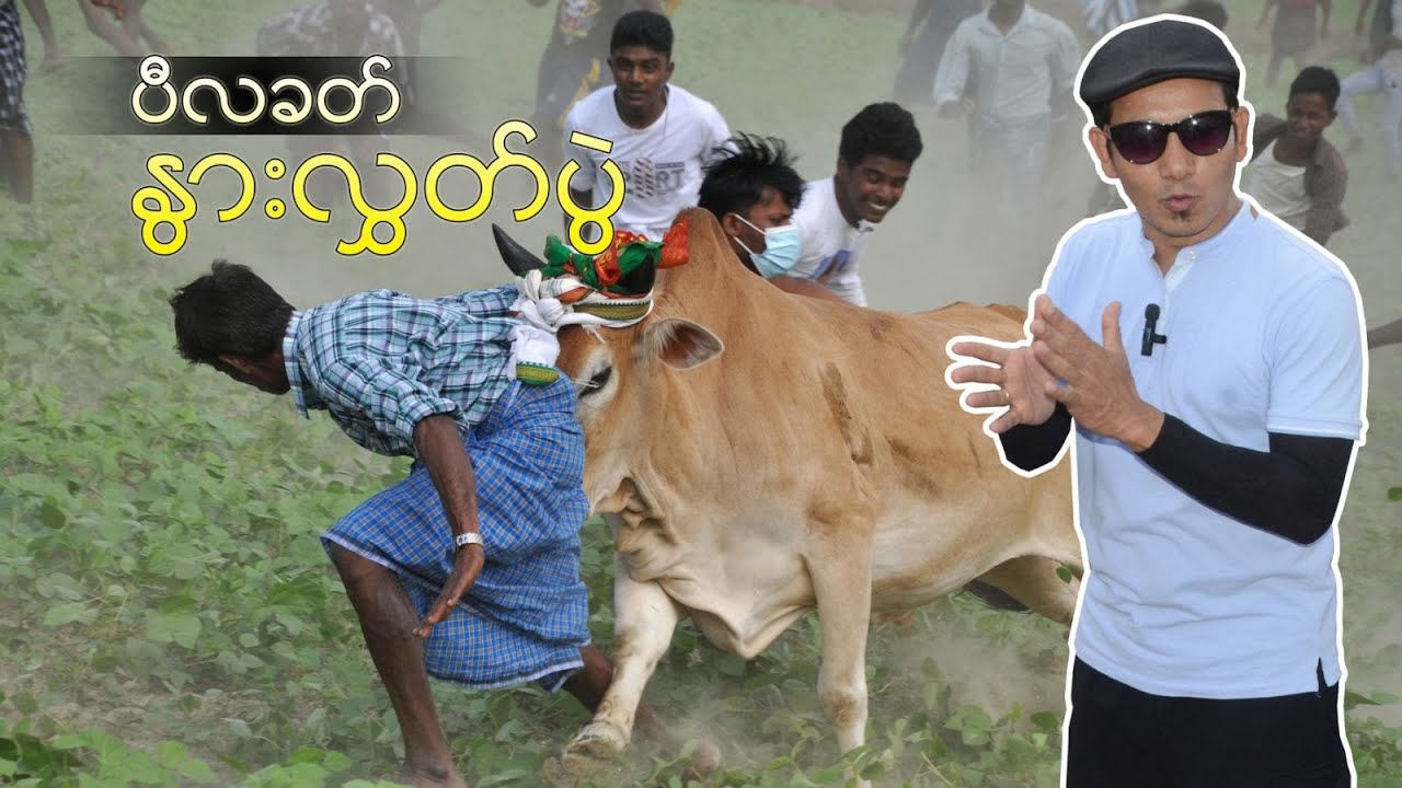 ပီလခတ် နွားလွှတ်ပွဲ Non-stop Action