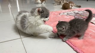 The big kittens teach the smaller kittens.