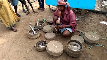 Snake bites Snake Charmer (HD)....