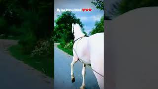 Raqs e Bismil?Gujjar star clubKhukhahorselover support my YouTube channel & like this videos❤️