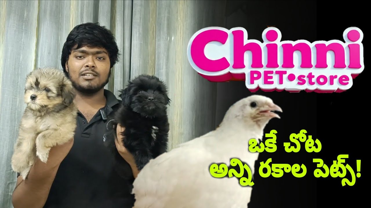 Best Pet Store in Nellore@S K N Nellore 