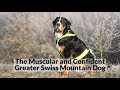 The Muscular and Confident Greater Swiss Mountain Dog の動画、YouTube動画。