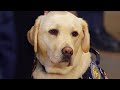 What's Next for Sully the Service Dog? What's Next for Sully the Service Dog?