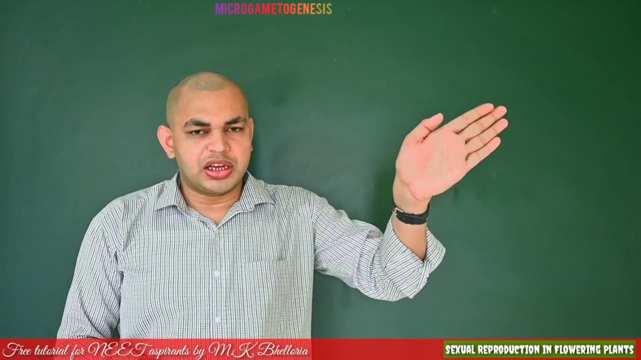 Microgametogenesis, Development of microspore