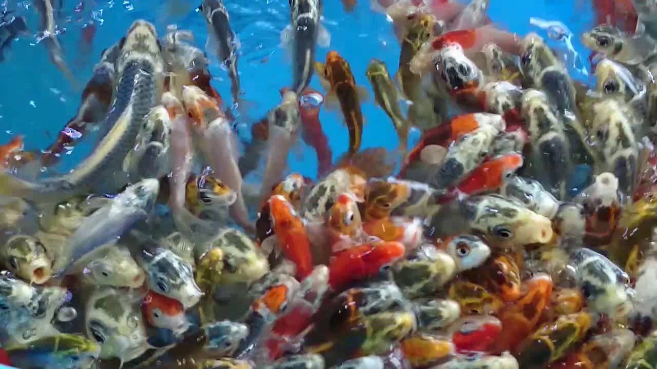 The Fish Dance YouTube