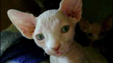 Video 1512651: sphynx kitten, lazy sphynx