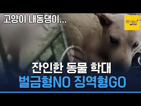 [사사건건 플러스] &amp;#39;<strong>고양이</strong> 살해&amp;#39; 이제는 징역형 선고받는 <strong>시대</strong>! _191121(목)