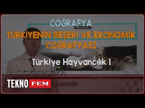 YGS-LYS COĞRAFYA - Türkiye Hayvancılık 1