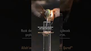 Allah'ım Akıl, İrade Ahlak ve Şeref Rızkı Nasip Eyle!