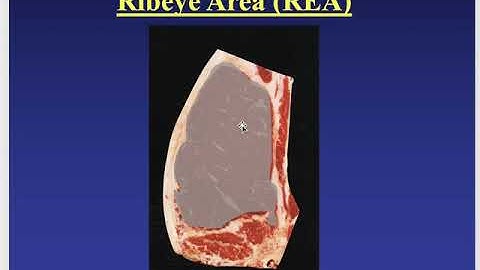 AGRI 1419 Beef Yield Grading